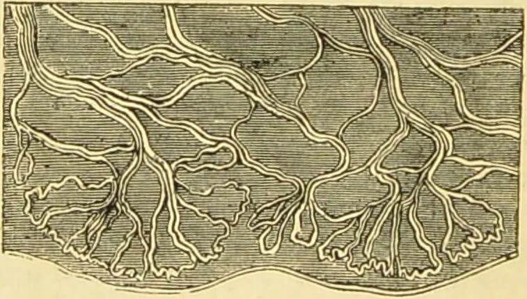 An illustration from The microscope: its history, construction, and application : being a familiar introduction to the use of the instrument and the study of microscopical sciences / by Jabez Hogg., 1869, leaf 719