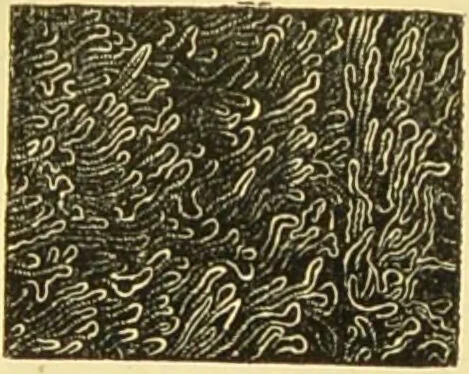 An illustration from The microscope: its history, construction, and application : being a familiar introduction to the use of the instrument and the study of microscopical sciences / by Jabez Hogg., 1869, leaf 719