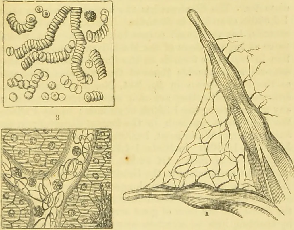 An illustration from The microscope: its history, construction, and application : being a familiar introduction to the use of the instrument and the study of microscopical sciences / by Jabez Hogg., 1869, leaf 722