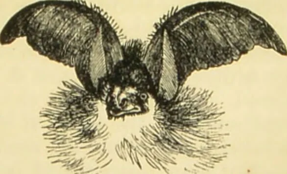 An illustration from The microscope: its history, construction, and application : being a familiar introduction to the use of the instrument and the study of microscopical sciences / by Jabez Hogg., 1869, leaf 724