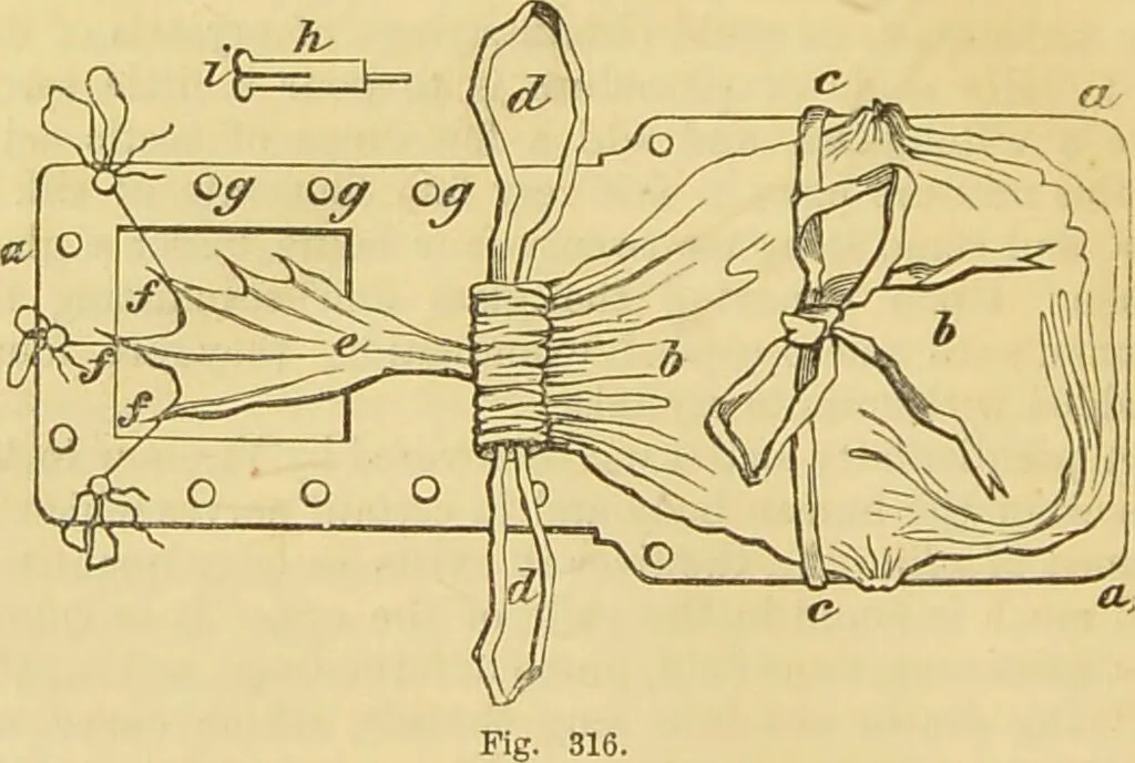 An illustration from The microscope: its history, construction, and application : being a familiar introduction to the use of the instrument and the study of microscopical sciences / by Jabez Hogg., 1869, leaf 725