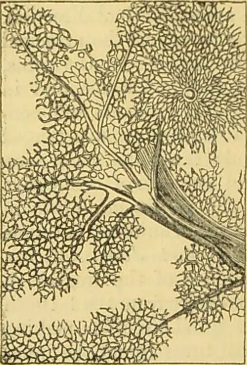 An illustration from The microscope: its history, construction, and application : being a familiar introduction to the use of the instrument and the study of microscopical sciences / by Jabez Hogg., 1869, leaf 733