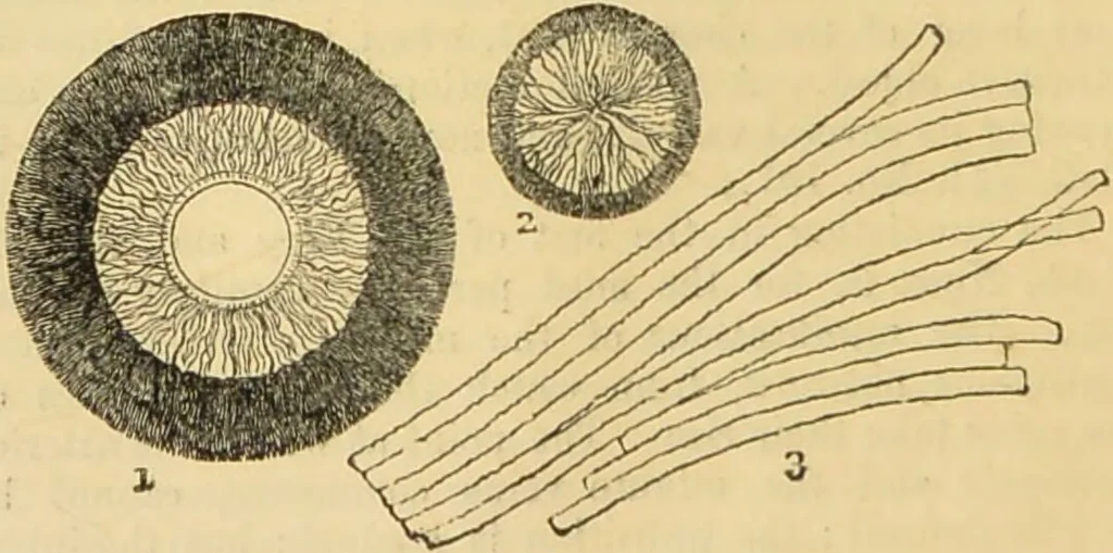 An illustration from The microscope: its history, construction, and application : being a familiar introduction to the use of the instrument and the study of microscopical sciences / by Jabez Hogg., 1869, leaf 733