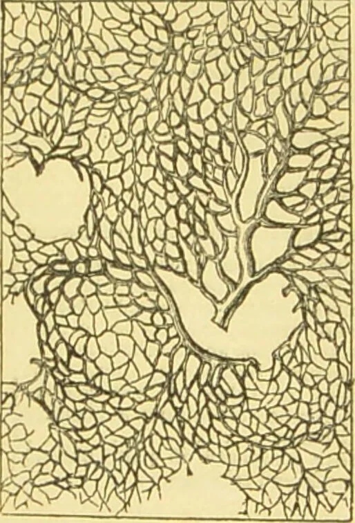 An illustration from The microscope: its history, construction, and application : being a familiar introduction to the use of the instrument and the study of microscopical sciences / by Jabez Hogg., 1869, leaf 734