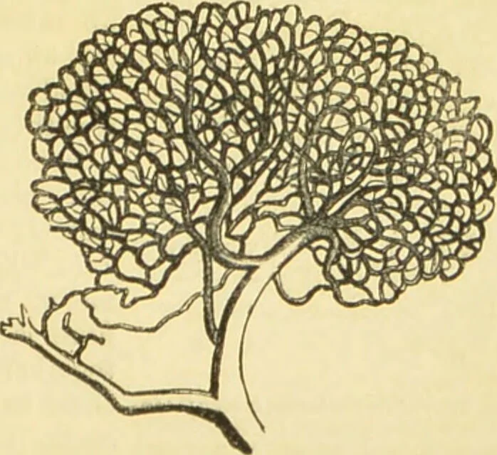 An illustration from The microscope: its history, construction, and application : being a familiar introduction to the use of the instrument and the study of microscopical sciences / by Jabez Hogg., 1869, leaf 734