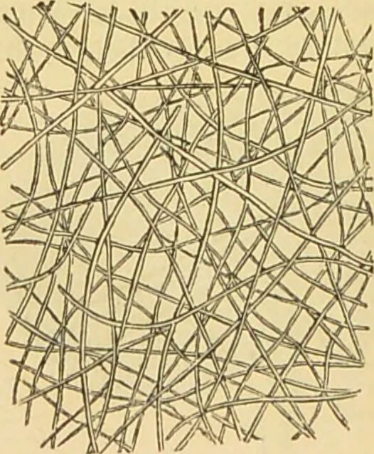 An illustration from The microscope: its history, construction, and application : being a familiar introduction to the use of the instrument and the study of microscopical sciences / by Jabez Hogg., 1869, leaf 735