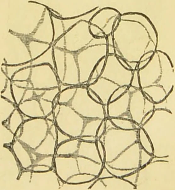 An illustration from The microscope: its history, construction, and application : being a familiar introduction to the use of the instrument and the study of microscopical sciences / by Jabez Hogg., 1869, leaf 736