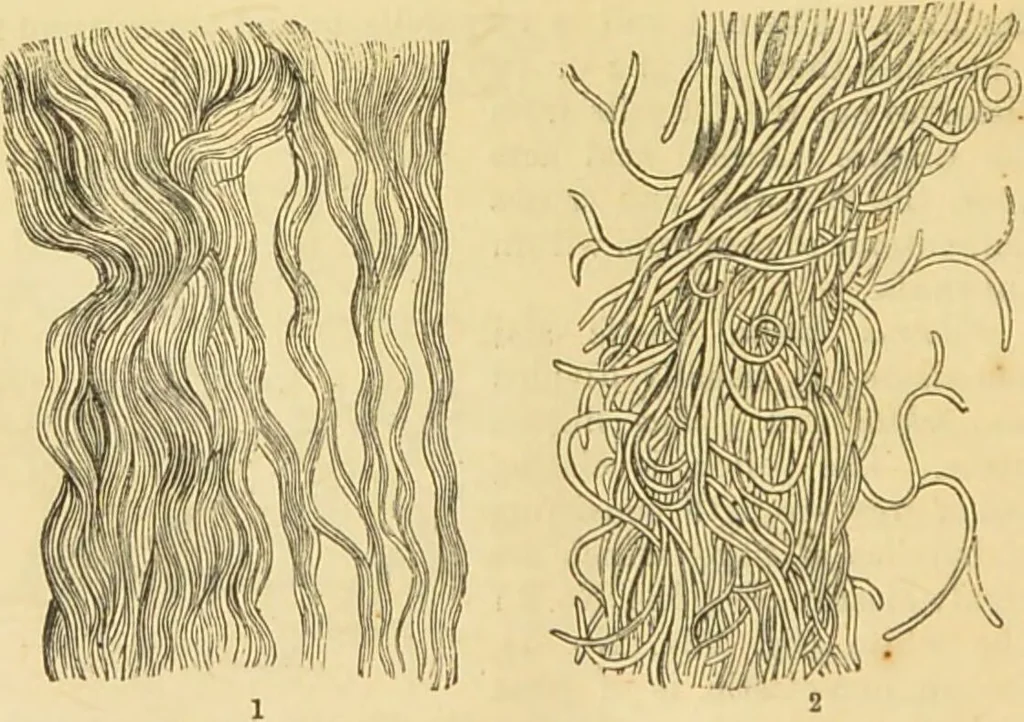 An illustration from The microscope: its history, construction, and application : being a familiar introduction to the use of the instrument and the study of microscopical sciences / by Jabez Hogg., 1869, leaf 737