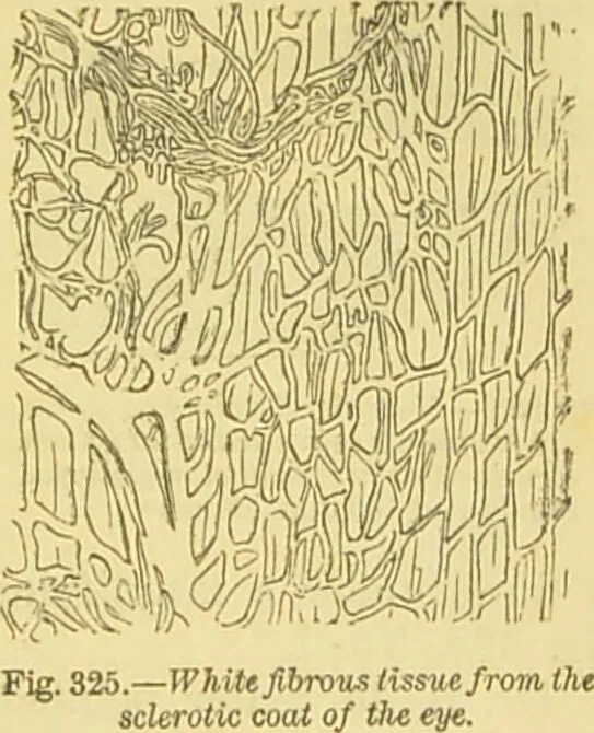 An illustration from The microscope: its history, construction, and application : being a familiar introduction to the use of the instrument and the study of microscopical sciences / by Jabez Hogg., 1869, leaf 738
