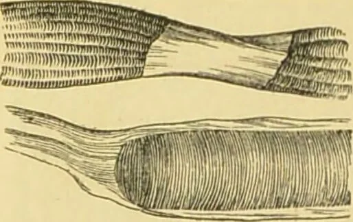 An illustration from The microscope: its history, construction, and application : being a familiar introduction to the use of the instrument and the study of microscopical sciences / by Jabez Hogg., 1869, leaf 739