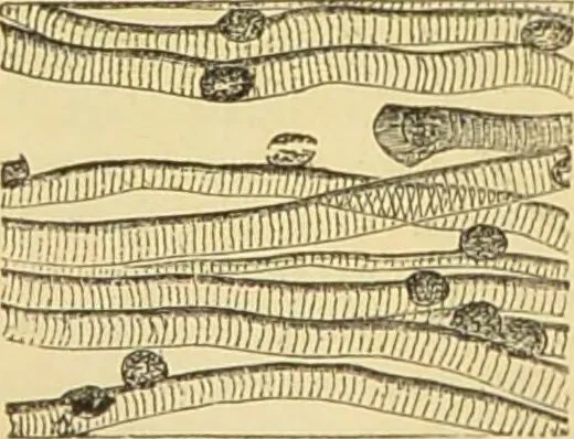 An illustration from The microscope: its history, construction, and application : being a familiar introduction to the use of the instrument and the study of microscopical sciences / by Jabez Hogg., 1869, leaf 739