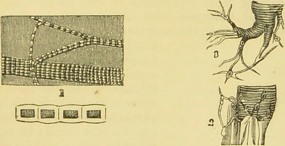 An illustration from The microscope: its history, construction, and application : being a familiar introduction to the use of the instrument and the study of microscopical sciences / by Jabez Hogg., 1869, leaf 740