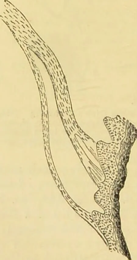 An illustration from The microscope: its history, construction, and application : being a familiar introduction to the use of the instrument and the study of microscopical sciences / by Jabez Hogg., 1869, leaf 741
