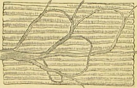An illustration from The microscope: its history, construction, and application : being a familiar introduction to the use of the instrument and the study of microscopical sciences / by Jabez Hogg., 1869, leaf 742