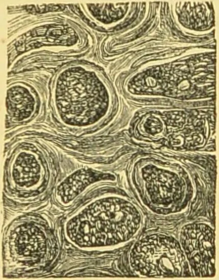 An illustration from The microscope: its history, construction, and application : being a familiar introduction to the use of the instrument and the study of microscopical sciences / by Jabez Hogg., 1869, leaf 746