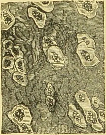 An illustration from The microscope: its history, construction, and application : being a familiar introduction to the use of the instrument and the study of microscopical sciences / by Jabez Hogg., 1869, leaf 746