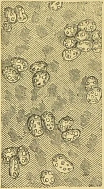 An illustration from The microscope: its history, construction, and application : being a familiar introduction to the use of the instrument and the study of microscopical sciences / by Jabez Hogg., 1869, leaf 747