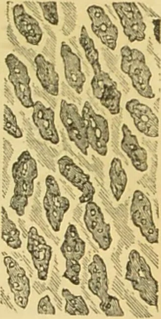 An illustration from The microscope: its history, construction, and application : being a familiar introduction to the use of the instrument and the study of microscopical sciences / by Jabez Hogg., 1869, leaf 747