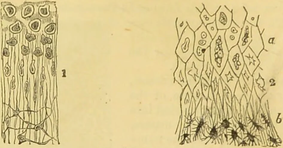 An illustration from The microscope: its history, construction, and application : being a familiar introduction to the use of the instrument and the study of microscopical sciences / by Jabez Hogg., 1869, leaf 749