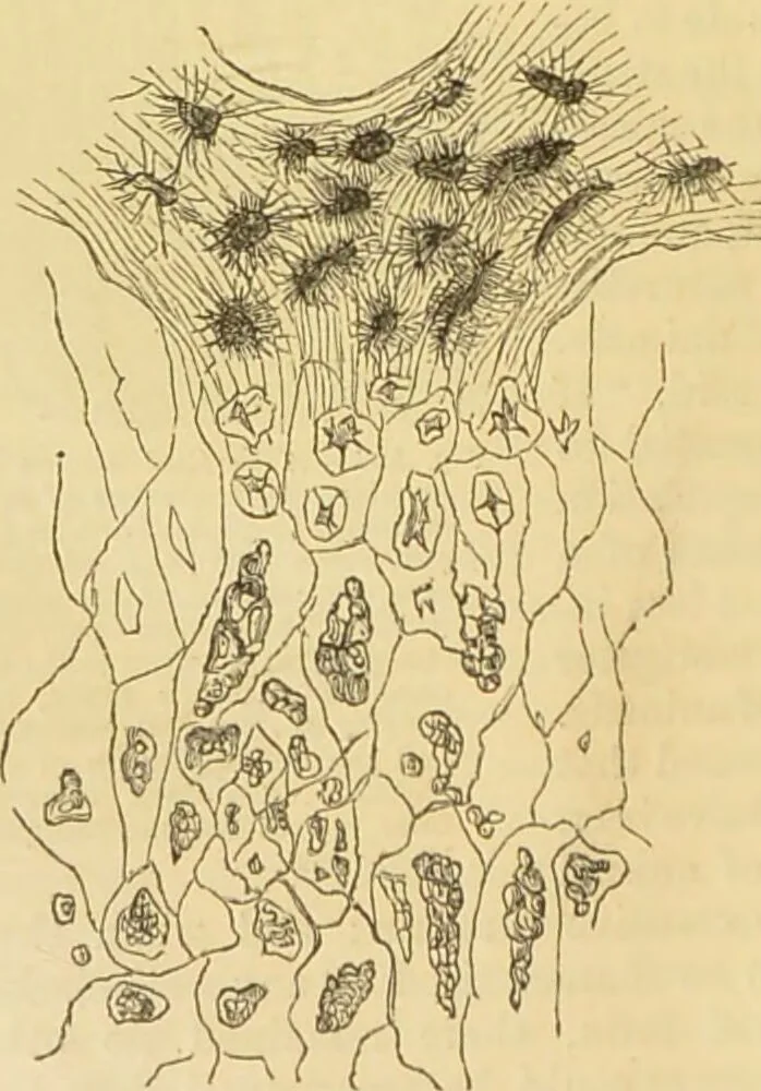 An illustration from The microscope: its history, construction, and application : being a familiar introduction to the use of the instrument and the study of microscopical sciences / by Jabez Hogg., 1869, leaf 749