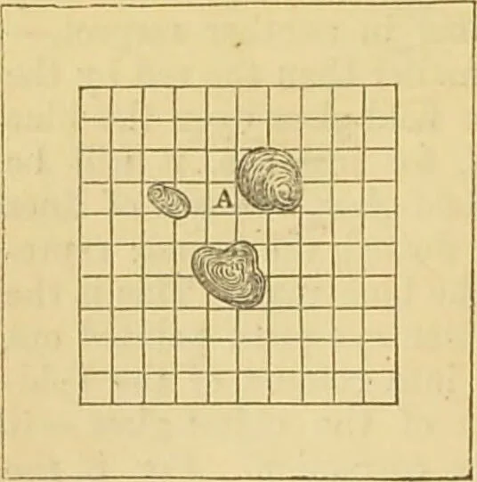 An illustration from The microscope: its history, construction, and application : being a familiar introduction to the use of the instrument and the study of microscopical sciences / by Jabez Hogg., 1869, leaf 75