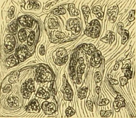 An illustration from The microscope: its history, construction, and application : being a familiar introduction to the use of the instrument and the study of microscopical sciences / by Jabez Hogg., 1869, leaf 750