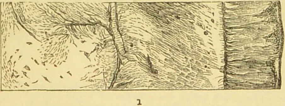 An illustration from The microscope: its history, construction, and application : being a familiar introduction to the use of the instrument and the study of microscopical sciences / by Jabez Hogg., 1869, leaf 750