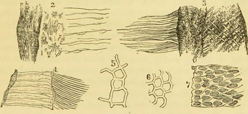 An illustration from The microscope: its history, construction, and application : being a familiar introduction to the use of the instrument and the study of microscopical sciences / by Jabez Hogg., 1869, leaf 752