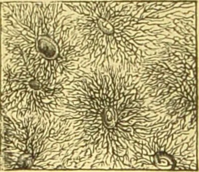 An illustration from The microscope: its history, construction, and application : being a familiar introduction to the use of the instrument and the study of microscopical sciences / by Jabez Hogg., 1869, leaf 754
