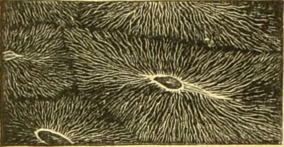 An illustration from The microscope: its history, construction, and application : being a familiar introduction to the use of the instrument and the study of microscopical sciences / by Jabez Hogg., 1869, leaf 755