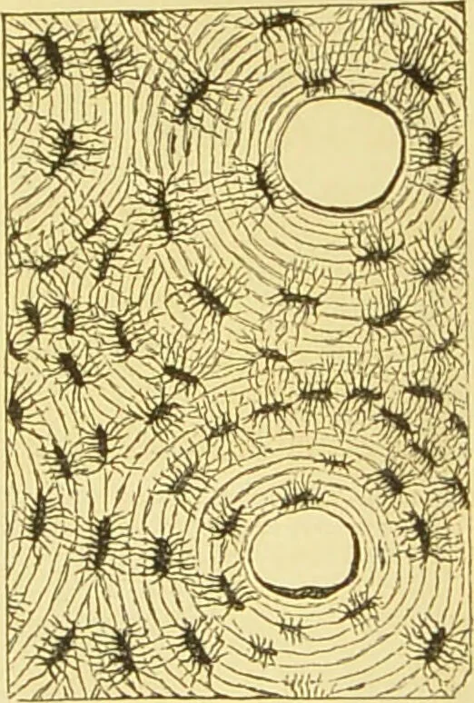 An illustration from The microscope: its history, construction, and application : being a familiar introduction to the use of the instrument and the study of microscopical sciences / by Jabez Hogg., 1869, leaf 756