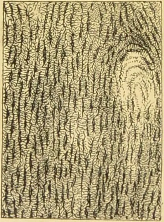 An illustration from The microscope: its history, construction, and application : being a familiar introduction to the use of the instrument and the study of microscopical sciences / by Jabez Hogg., 1869, leaf 757