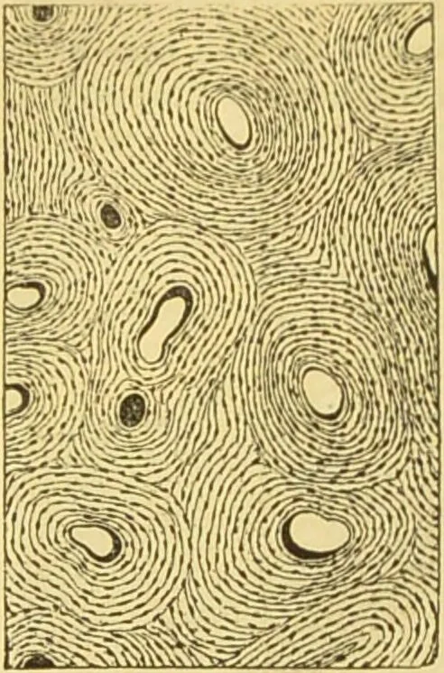An illustration from The microscope: its history, construction, and application : being a familiar introduction to the use of the instrument and the study of microscopical sciences / by Jabez Hogg., 1869, leaf 757