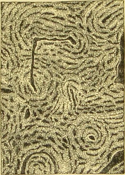 An illustration from The microscope: its history, construction, and application : being a familiar introduction to the use of the instrument and the study of microscopical sciences / by Jabez Hogg., 1869, leaf 758