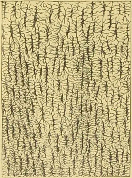 An illustration from The microscope: its history, construction, and application : being a familiar introduction to the use of the instrument and the study of microscopical sciences / by Jabez Hogg., 1869, leaf 759