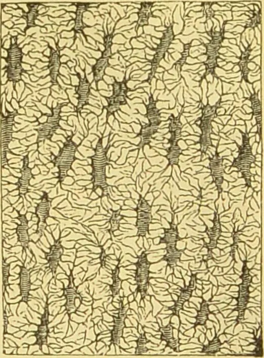 An illustration from The microscope: its history, construction, and application : being a familiar introduction to the use of the instrument and the study of microscopical sciences / by Jabez Hogg., 1869, leaf 760
