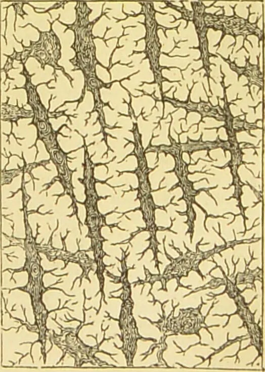 An illustration from The microscope: its history, construction, and application : being a familiar introduction to the use of the instrument and the study of microscopical sciences / by Jabez Hogg., 1869, leaf 760