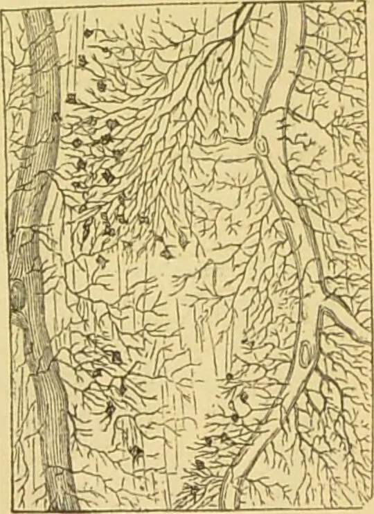 An illustration from The microscope: its history, construction, and application : being a familiar introduction to the use of the instrument and the study of microscopical sciences / by Jabez Hogg., 1869, leaf 761