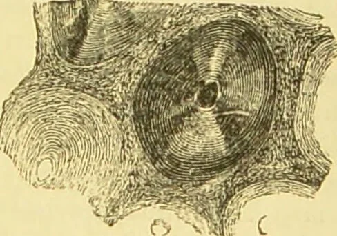 An illustration from The microscope: its history, construction, and application : being a familiar introduction to the use of the instrument and the study of microscopical sciences / by Jabez Hogg., 1869, leaf 764