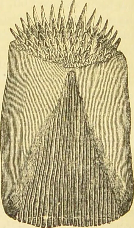 An illustration from The microscope: its history, construction, and application : being a familiar introduction to the use of the instrument and the study of microscopical sciences / by Jabez Hogg., 1869, leaf 764