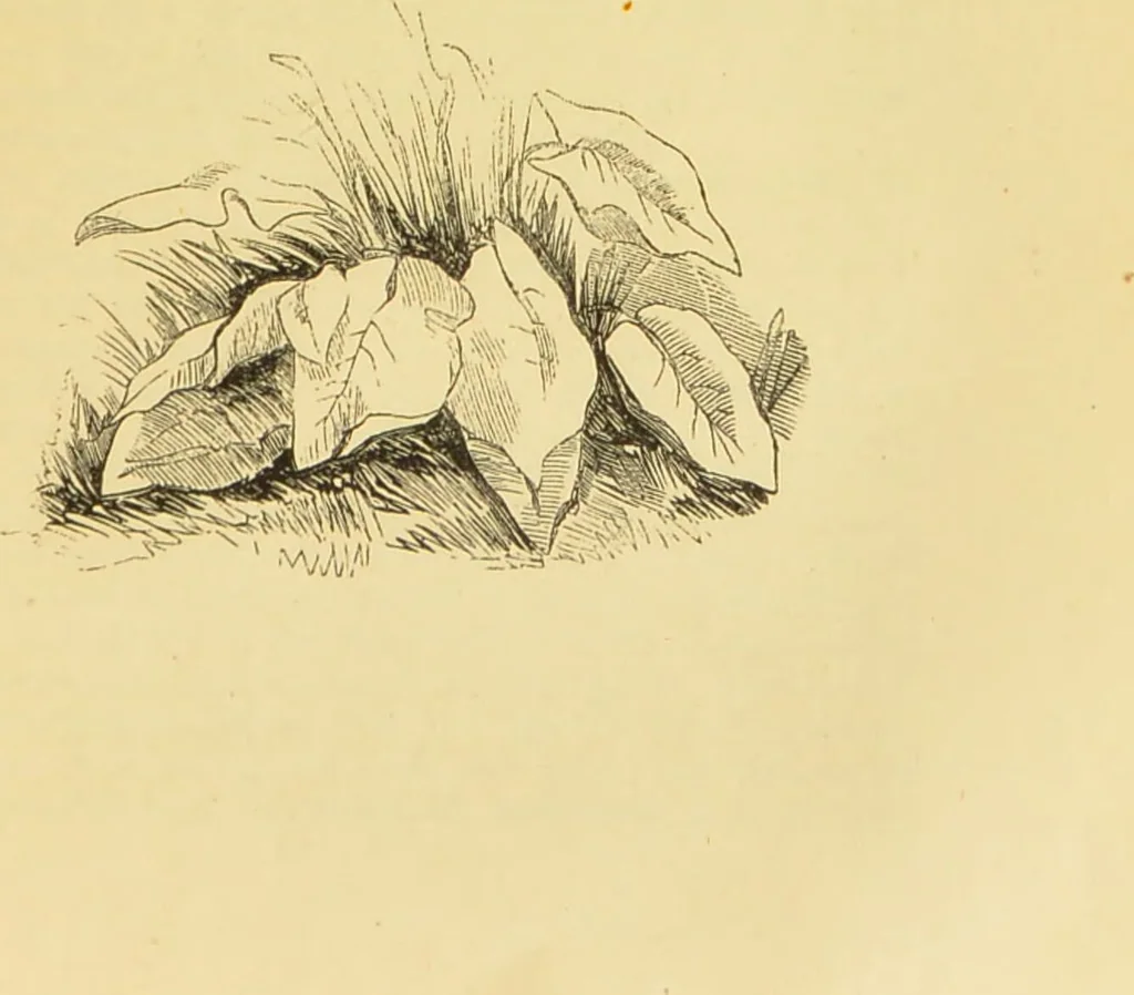 An illustration from The microscope: its history, construction, and application : being a familiar introduction to the use of the instrument and the study of microscopical sciences / by Jabez Hogg., 1869, leaf 784