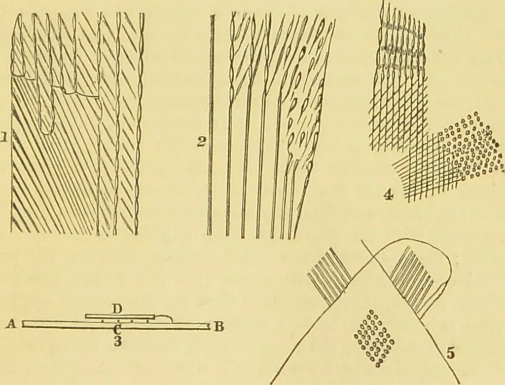 An illustration from The microscope: its history, construction, and application : being a familiar introduction to the use of the instrument and the study of microscopical sciences / by Jabez Hogg., 1869, leaf 90