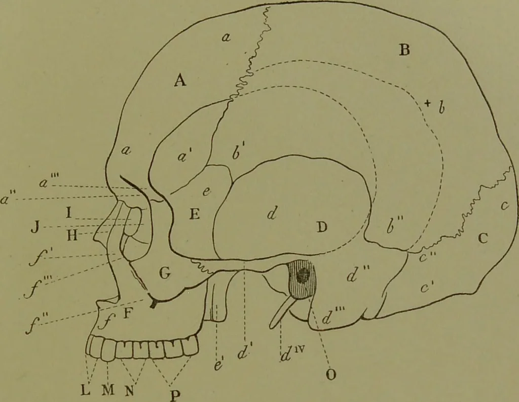 An illustration from Instructions craniologiques et craniométriques de la Société d'anthropologie de Paris / par Paul Broca., 1875, leaf 221