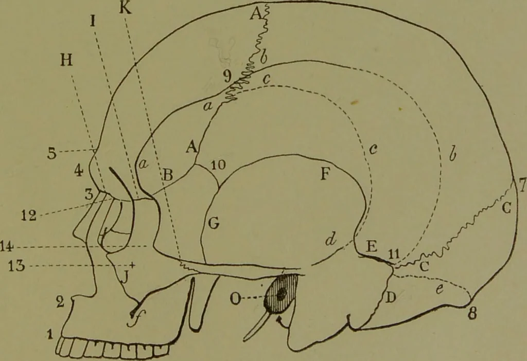 An illustration from Instructions craniologiques et craniométriques de la Société d'anthropologie de Paris / par Paul Broca., 1875, leaf 221
