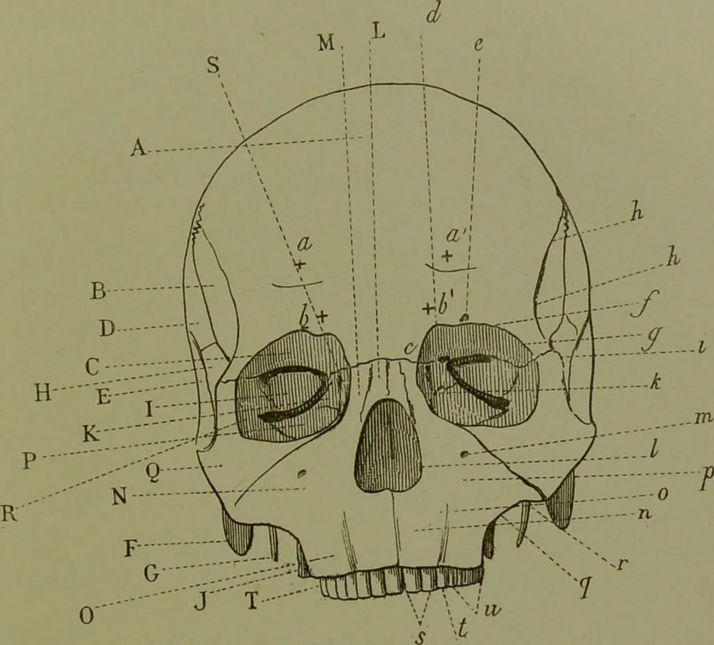 An illustration from Instructions craniologiques et craniométriques de la Société d'anthropologie de Paris / par Paul Broca., 1875, leaf 223