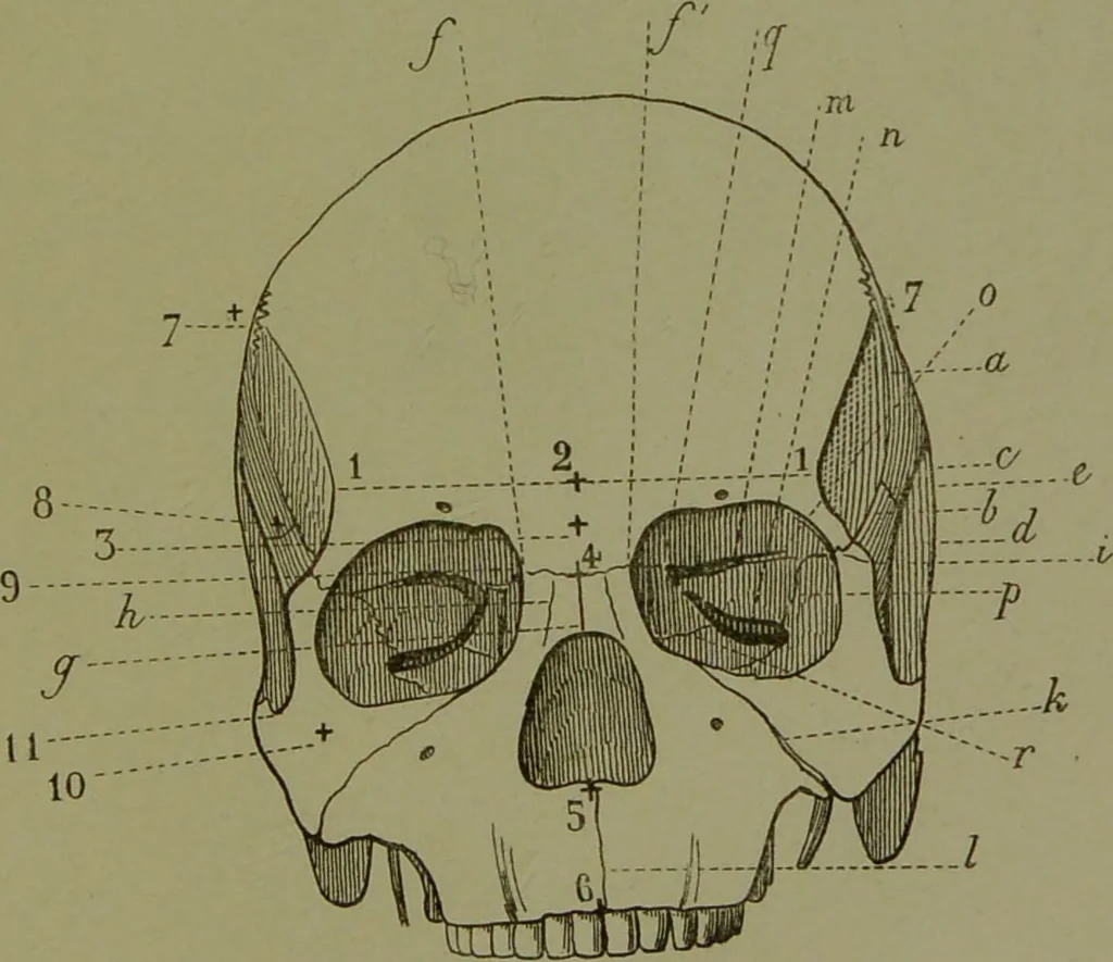 An illustration from Instructions craniologiques et craniométriques de la Société d'anthropologie de Paris / par Paul Broca., 1875, leaf 223
