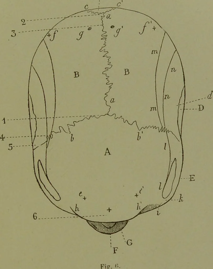 An illustration from Instructions craniologiques et craniométriques de la Société d'anthropologie de Paris / par Paul Broca., 1875, leaf 225
