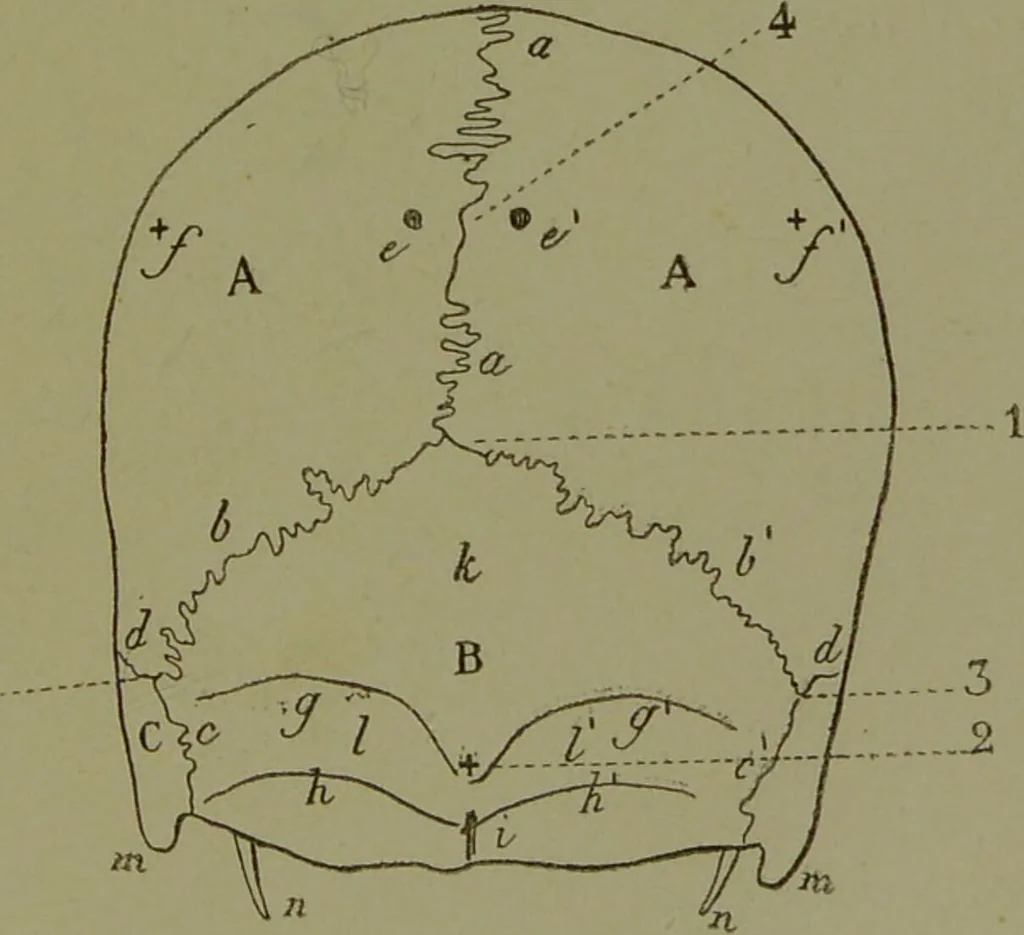 An illustration from Instructions craniologiques et craniométriques de la Société d'anthropologie de Paris / par Paul Broca., 1875, leaf 225