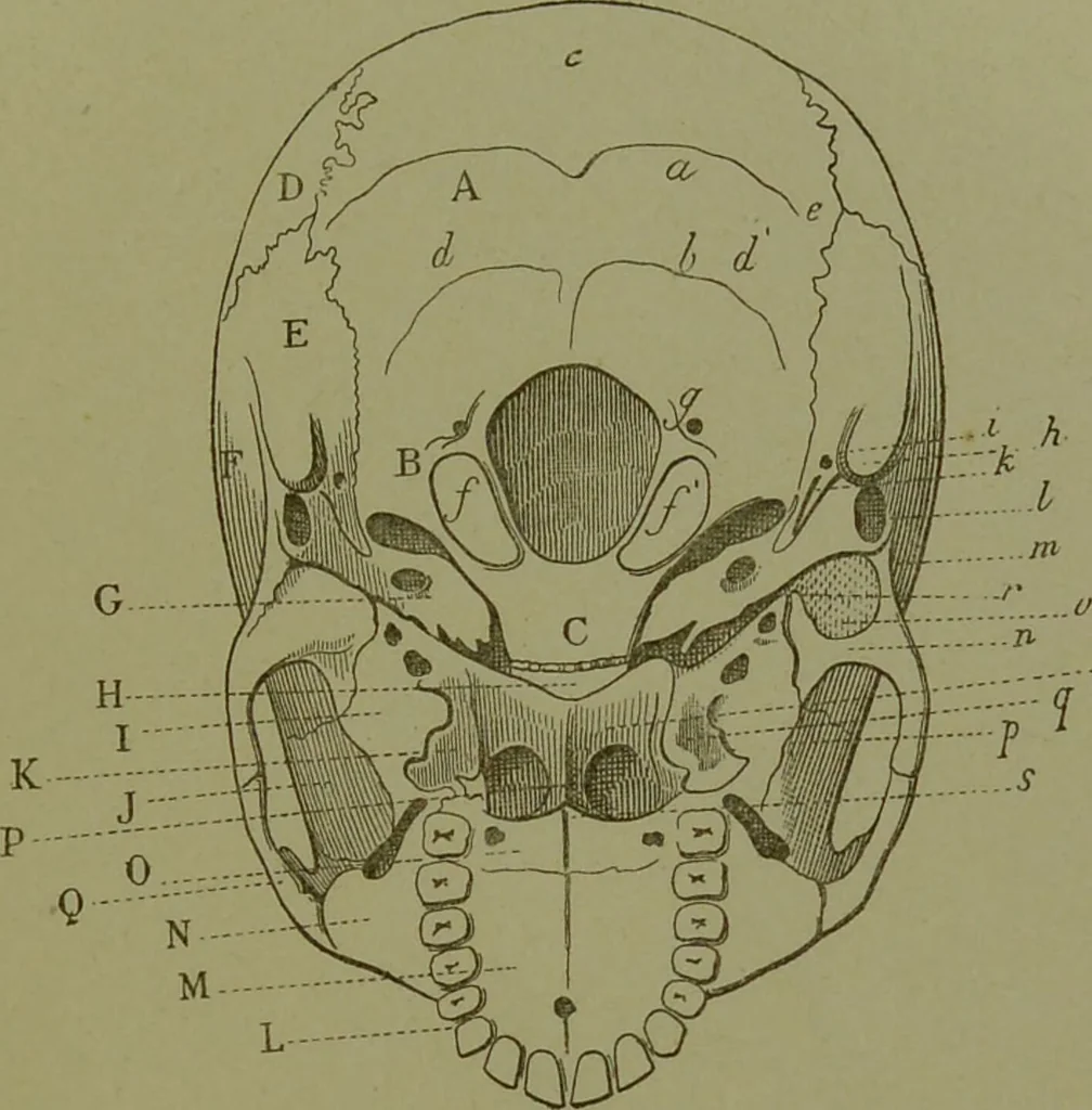 An illustration from Instructions craniologiques et craniométriques de la Société d'anthropologie de Paris / par Paul Broca., 1875, leaf 227