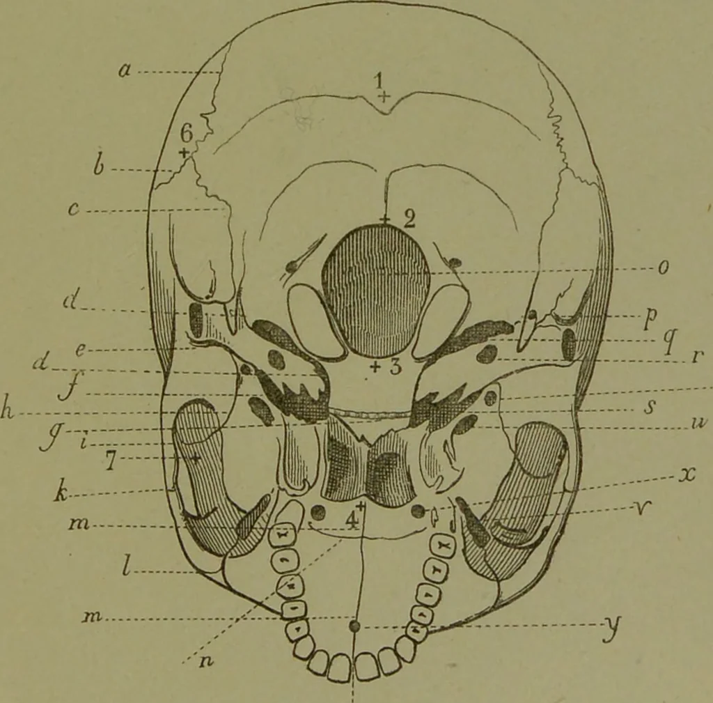 An illustration from Instructions craniologiques et craniométriques de la Société d'anthropologie de Paris / par Paul Broca., 1875, leaf 227